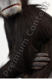 Chimpanzee - Pan troglodytes 0015